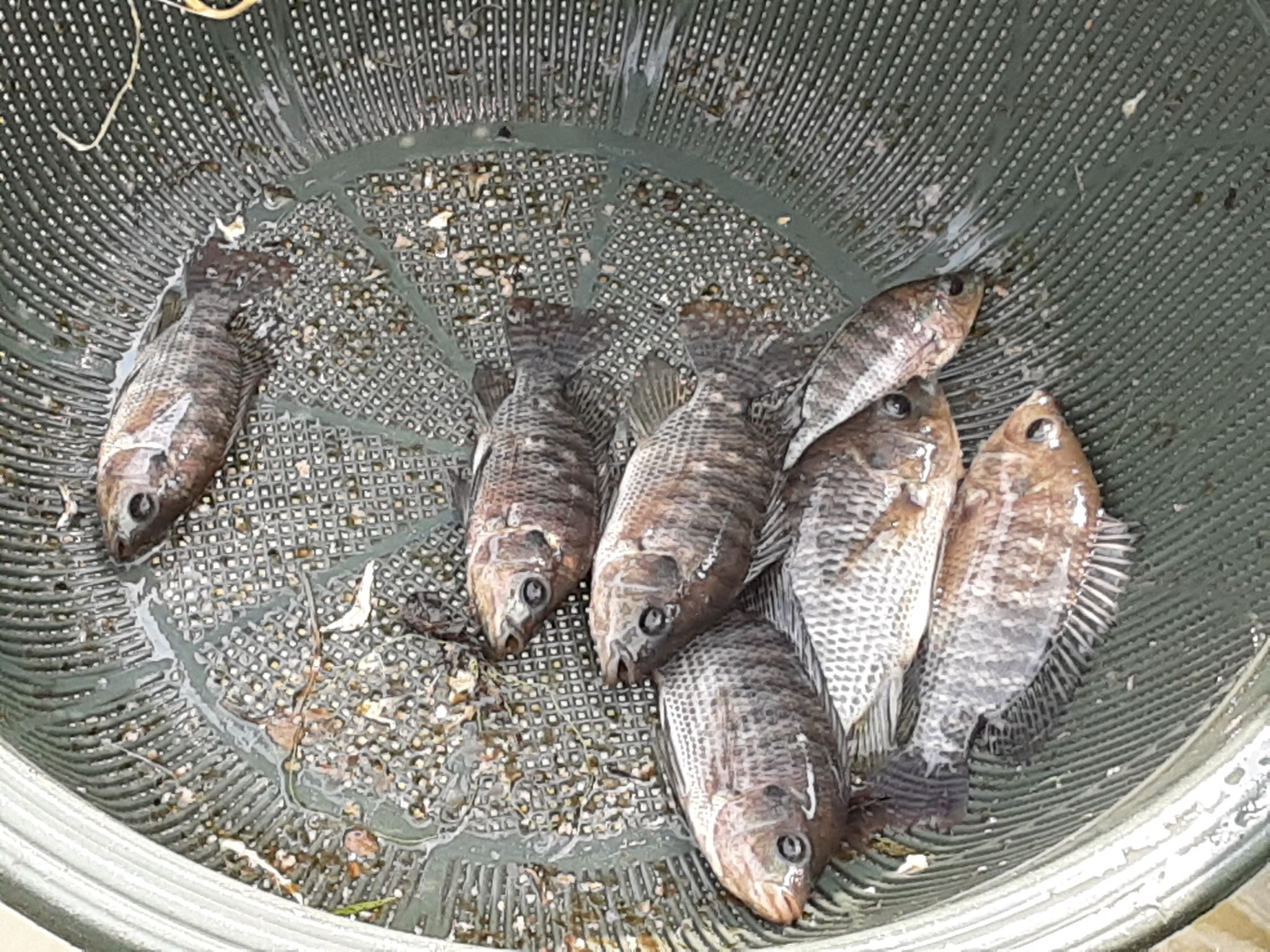 Tilapia d'Or